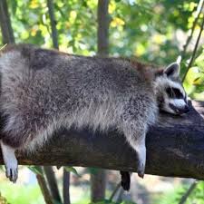 Mapache Hunter